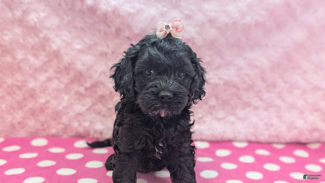 Cockapoo dogs for sale: Emily - Image 13