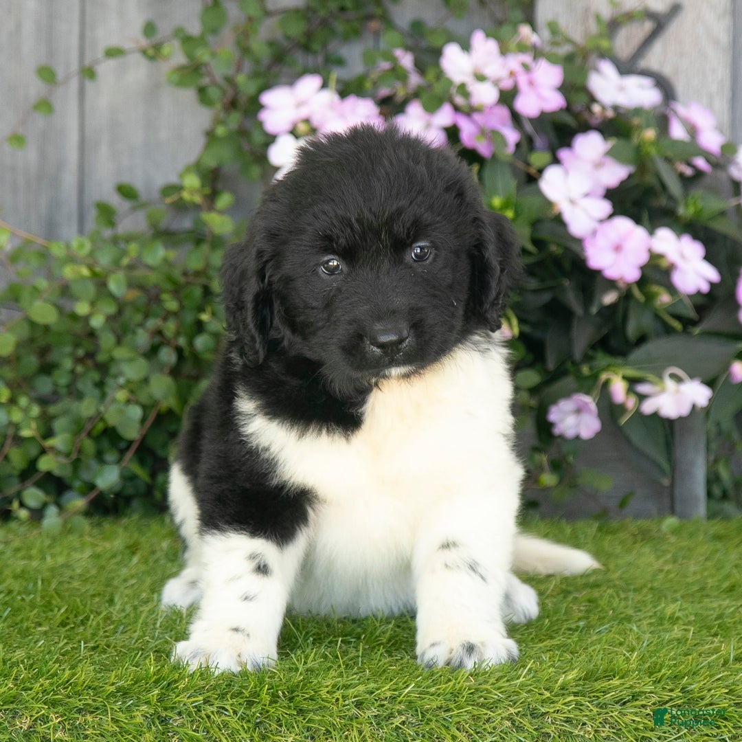 Newfoundland dogs for sale: Trixie - Image 5