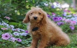  dogs for sale: Mini Goldendoodle 4 puppies - Image 4