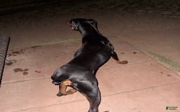 Doberman Pinscher dogs for sale: Luna - Image 1