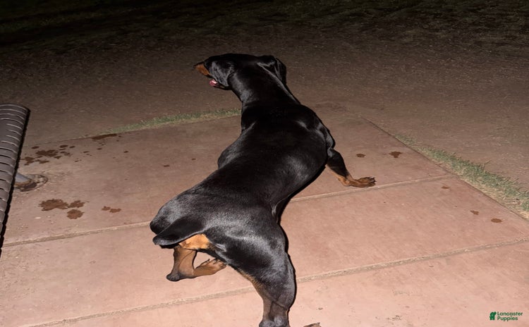 Doberman Pinscher dogs for sale - Ad 1