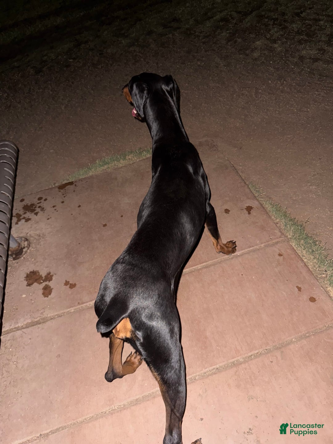 Doberman Pinscher dogs for sale: Luna - Image 1