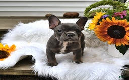 French Bulldog dogs for sale: Hudson - Image 7
