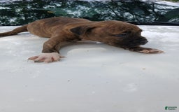 American Pit Bull Terrier dogs for sale: Lexi - Image 7