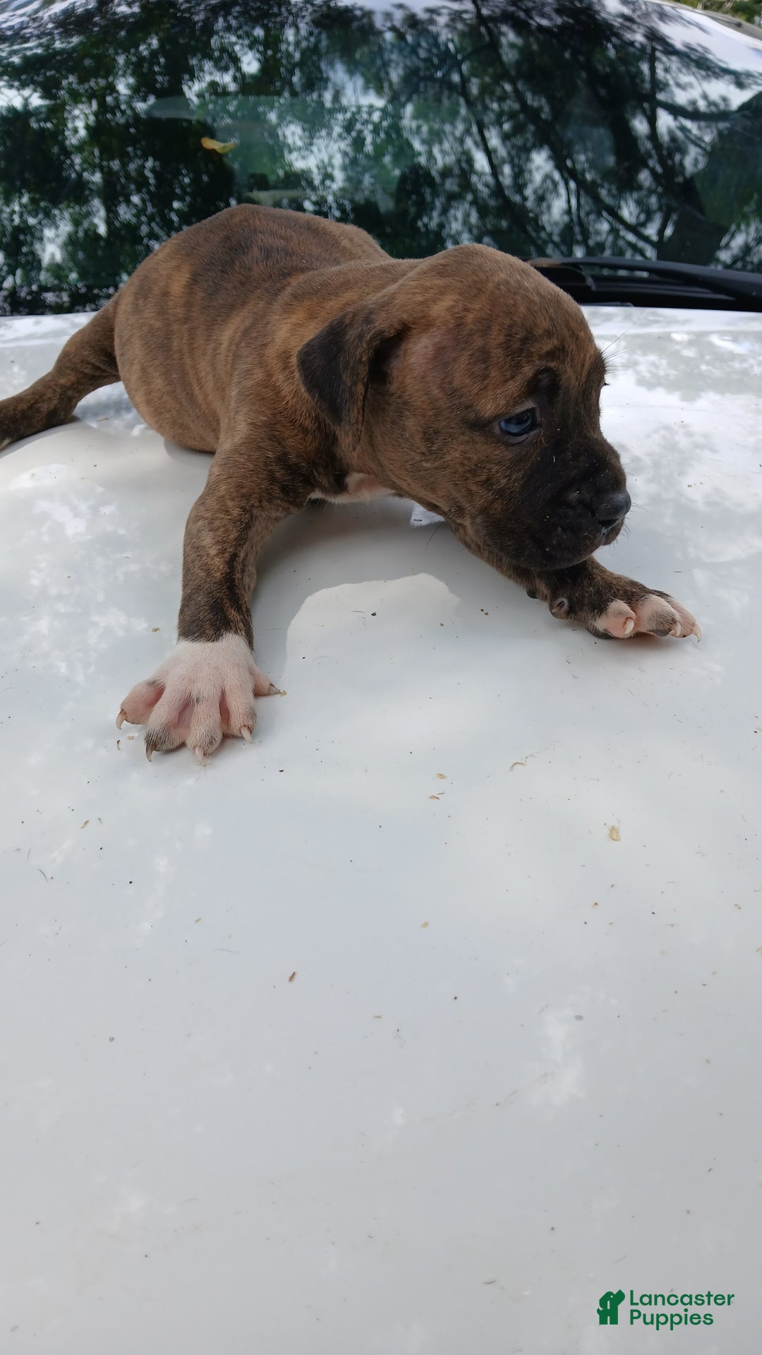 American Pit Bull Terrier dogs for sale: Lexi - Image 7