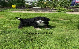 Bernedoodle dogs for sale: Kenneth - Image 6