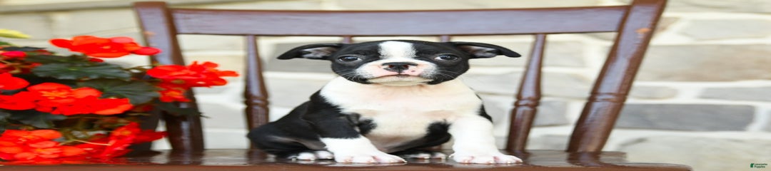 Briar