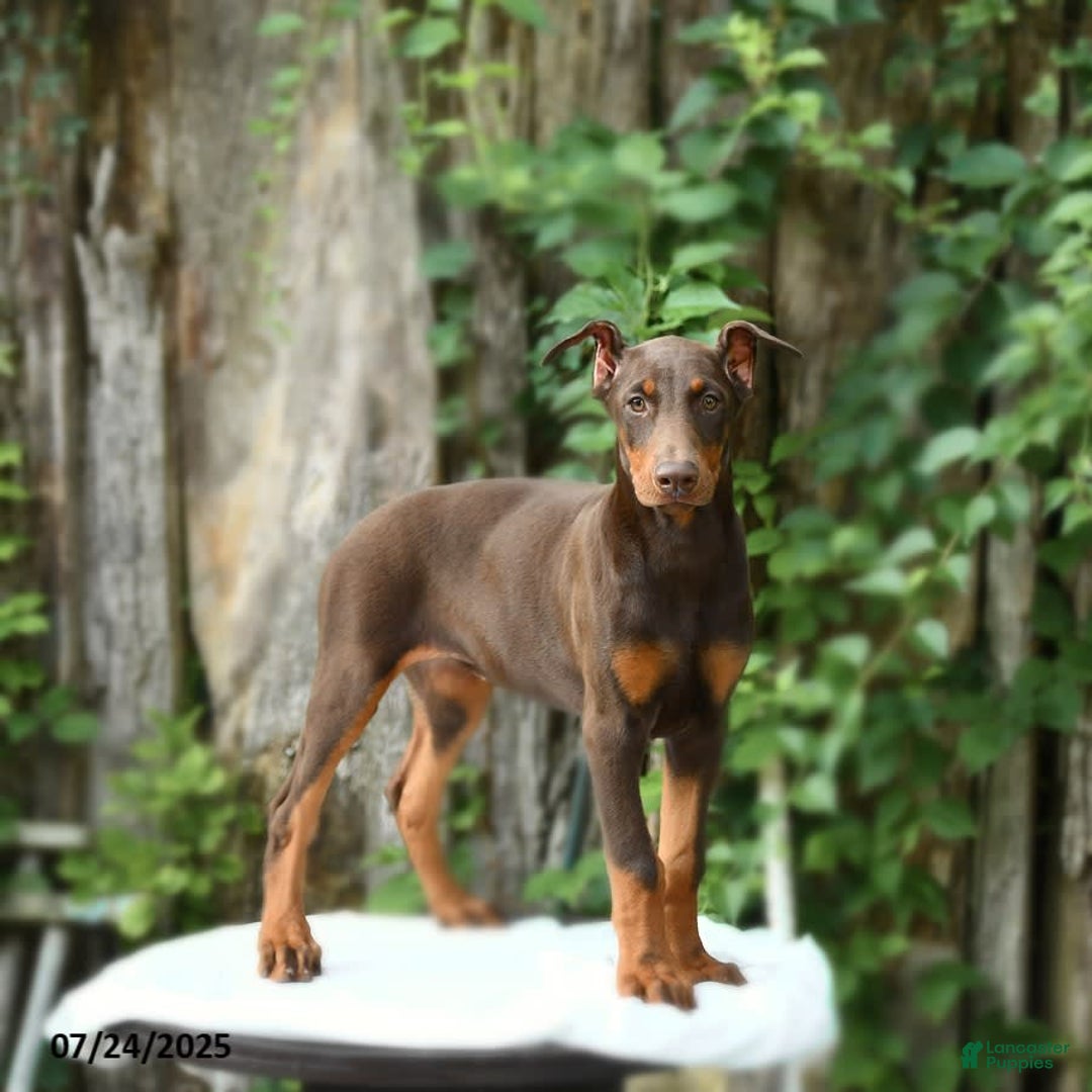 Doberman Pinscher dogs for sale: Petal - Image 5