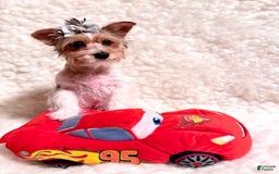 Yorkshire Terrier dogs for sale: Waldo - Image 2
