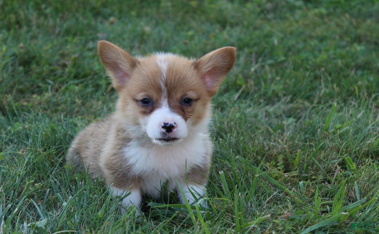 Welsh Corgi Pembroke dogs - Advert 38