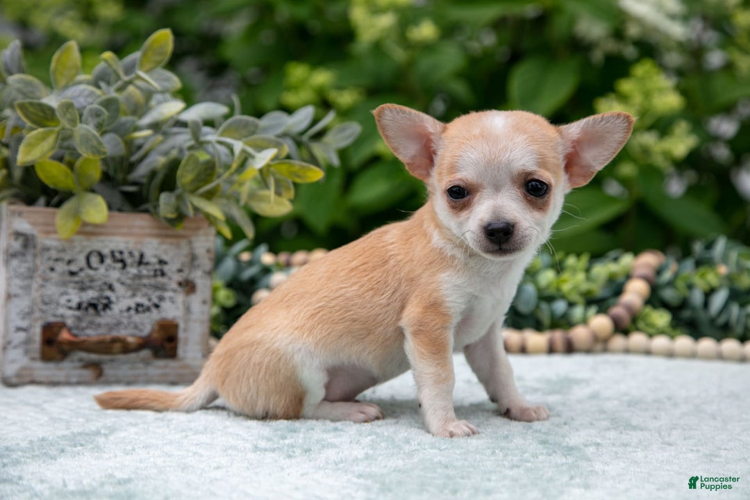 Chihuahua dogs for sale: Peanut Butter - Image 3