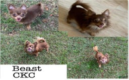 Chihuahua dogs for sale: Fancy Stance - Image 29