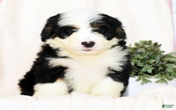 Mini Bernedoodle dogs for sale: Elsa - Image 8