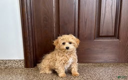 Maltipoo dogs for sale: Robbie - Image 10