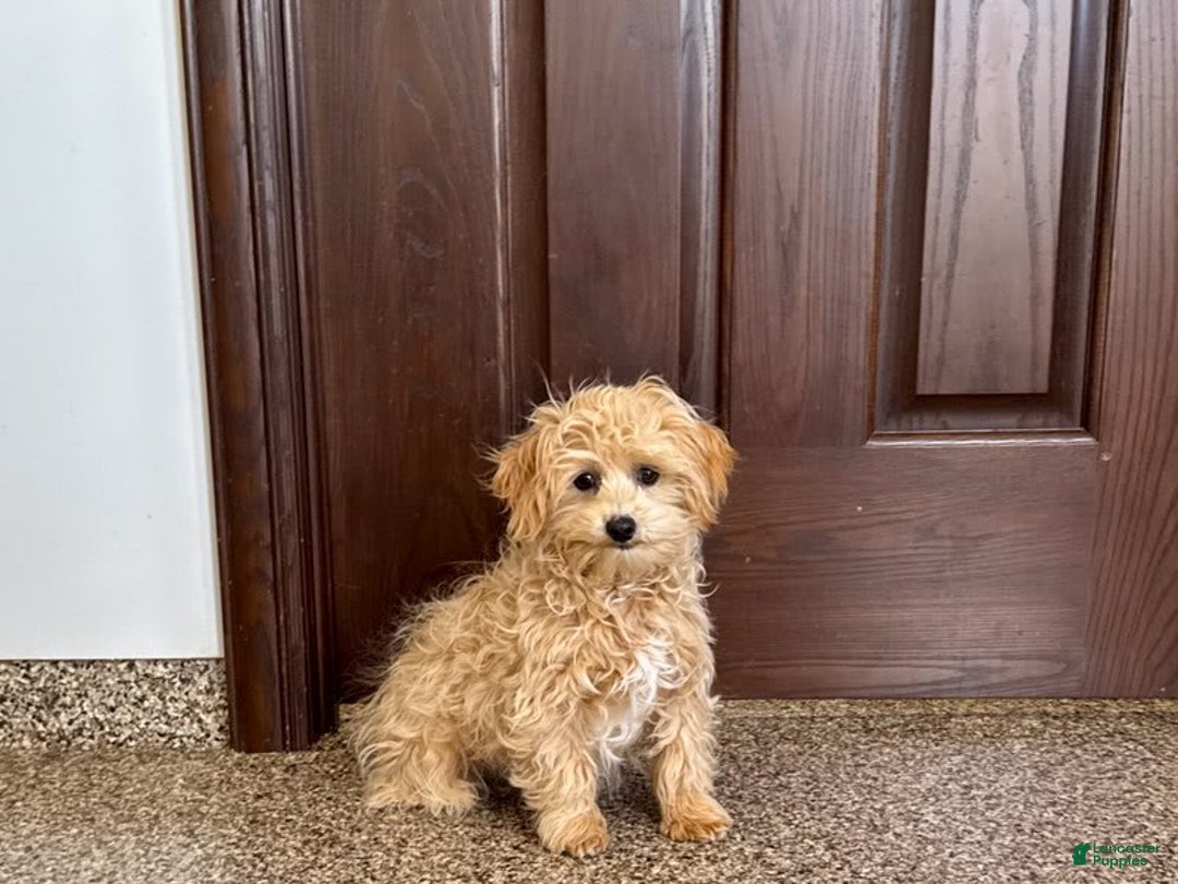 Maltipoo dogs for sale: Robbie - Image 10