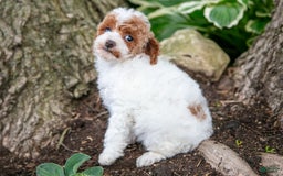 Toy Poodle dogs for sale: Tipsy - Image 3