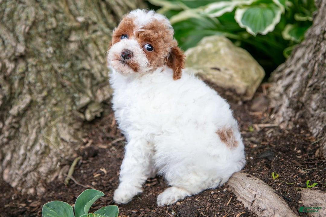 Toy Poodle dogs for sale: Tipsy - Image 3