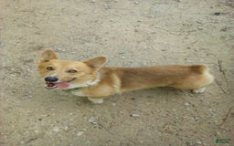American Corgi dogs for sale: Belle - Image 5