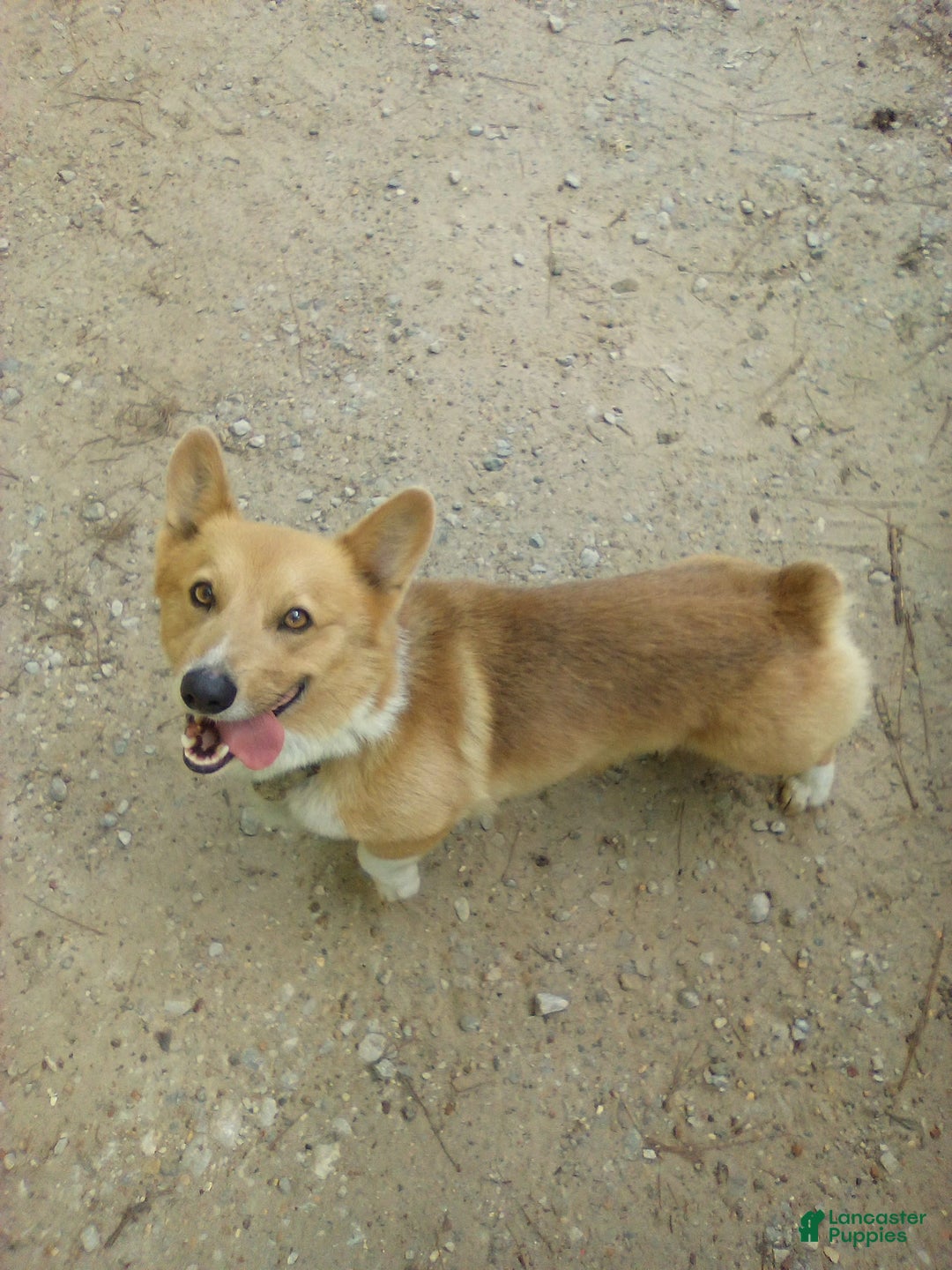 American Corgi dogs for sale: Belle - Image 5