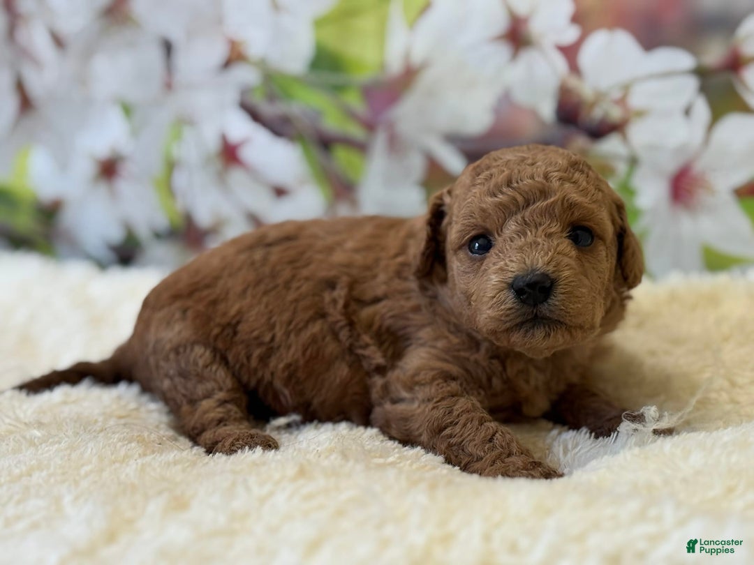 Mini Goldendoodle dogs for sale: Emma - Image 4