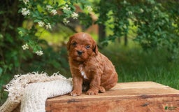 Cavalier King Charles Spaniel dogs for sale: Monty - Image 25