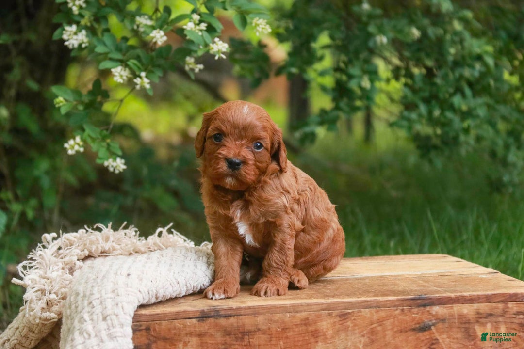 Cavalier King Charles Spaniel dogs for sale: Monty - Image 25