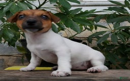 Jack Russell Terrier dogs for sale: Jewel - Image 1
