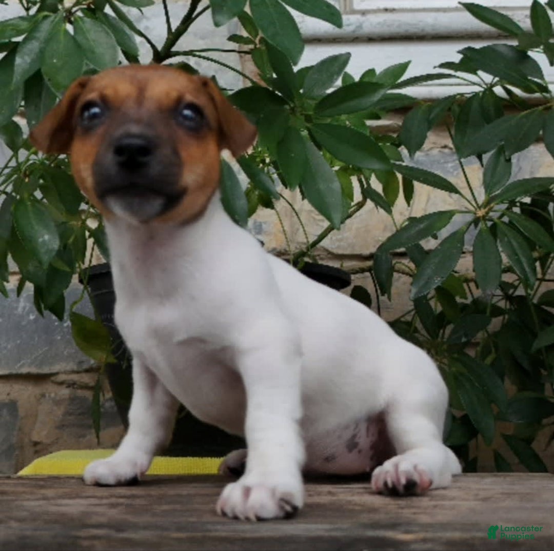 Jack Russell Terrier dogs for sale: Jewel - Image 1