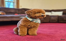 Miniature Poodle dogs for sale: Ginger - Image 9