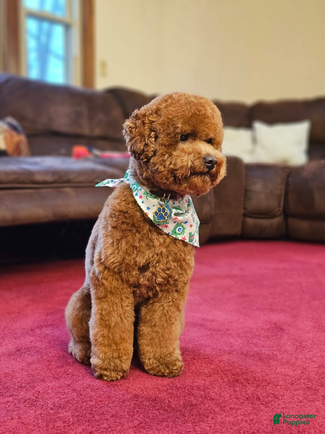 Miniature Poodle dogs for sale: Ginger - Image 9