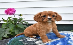 Cavalier King Charles Spaniel dogs for sale: Felix - Image 3