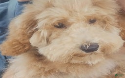 Miniature Poodle dogs for sale: Stitch - Image 2