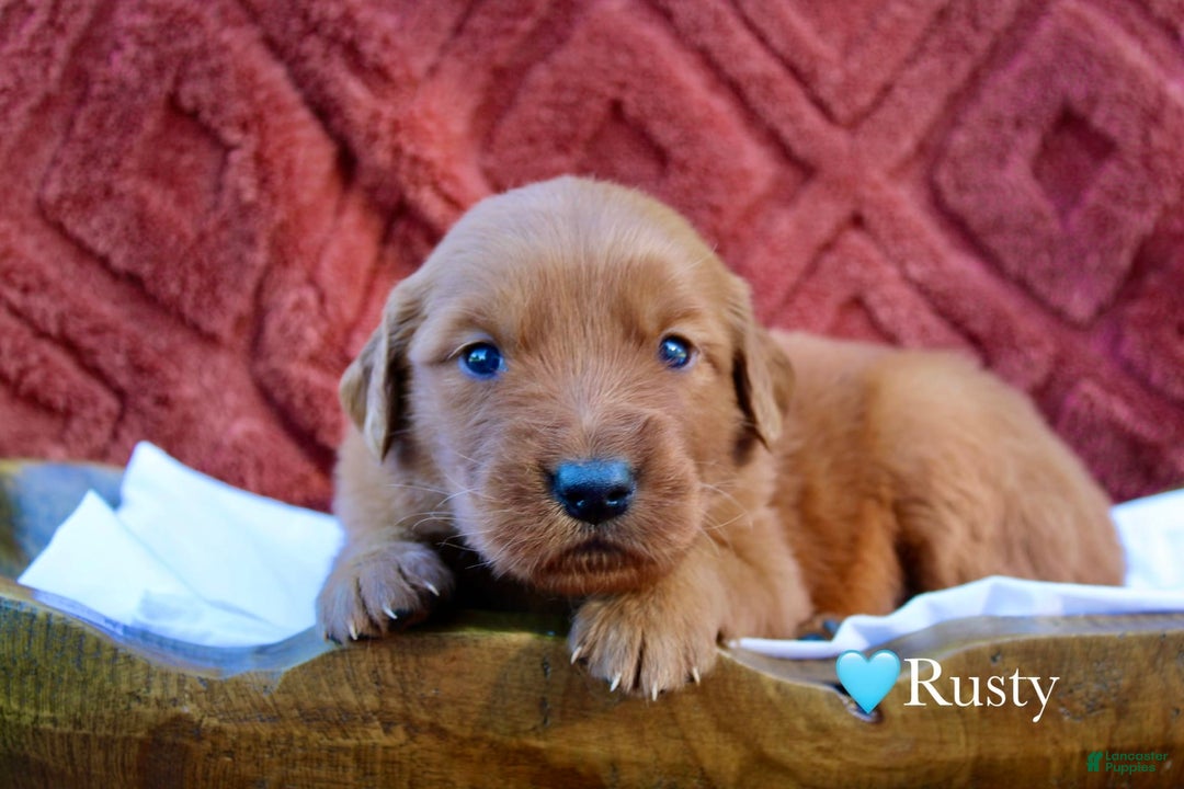 Golden Retriever dogs for sale: Rusty - Image 8