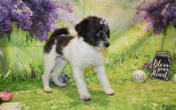  dogs for sale: Lacey - Image 8
