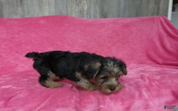 Yorkshire Terrier dogs for sale: Tank - Image 12
