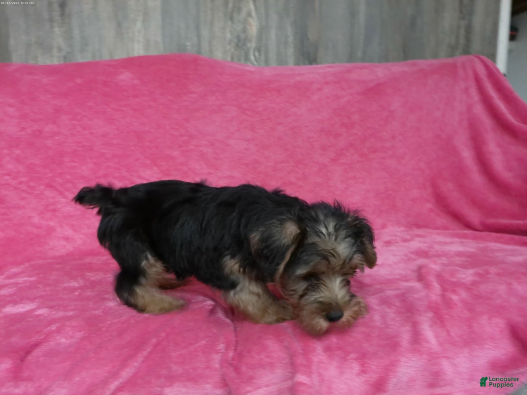 Yorkshire Terrier dogs for sale: Tank - Image 12