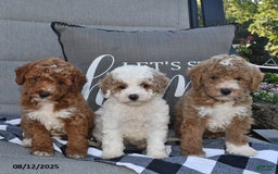 Toy Poodle dogs for sale: Sophia - Image 3