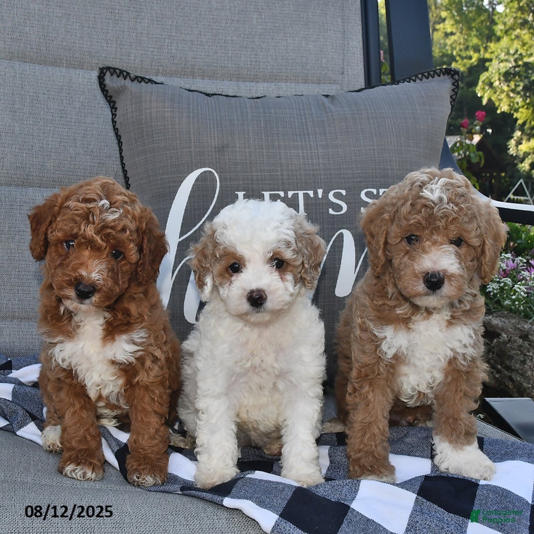 Toy Poodle dogs for sale: Sophia - Image 3