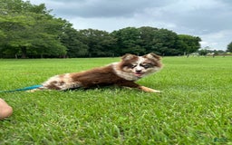 Pomsky dogs for sale: Marley - Image 3