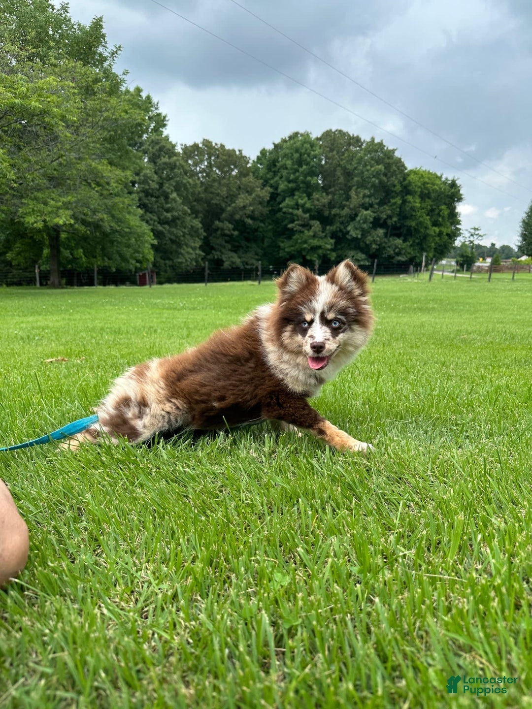 Pomsky dogs for sale: Marley - Image 3