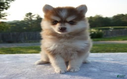 Pomsky dogs for sale: Myla - Image 4