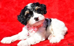 Cavapoo dogs for sale: Bridget - Image 4