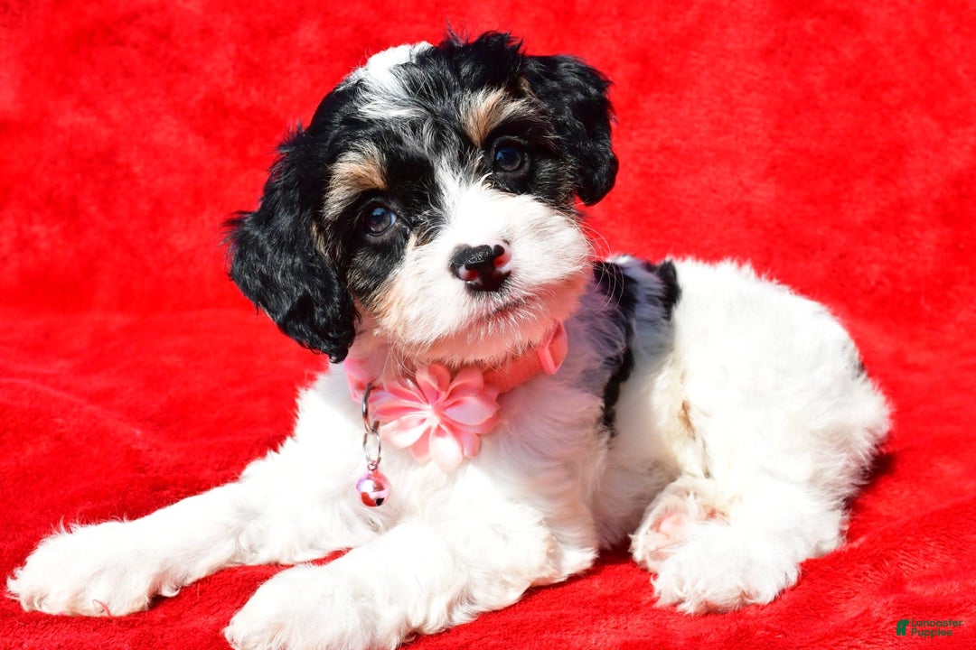 Cavapoo dogs for sale: Bridget - Image 4