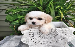 Cavachon dogs for sale: Maya - Image 10