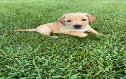 Labrador Retriever dogs for sale: Sarah - Image 6