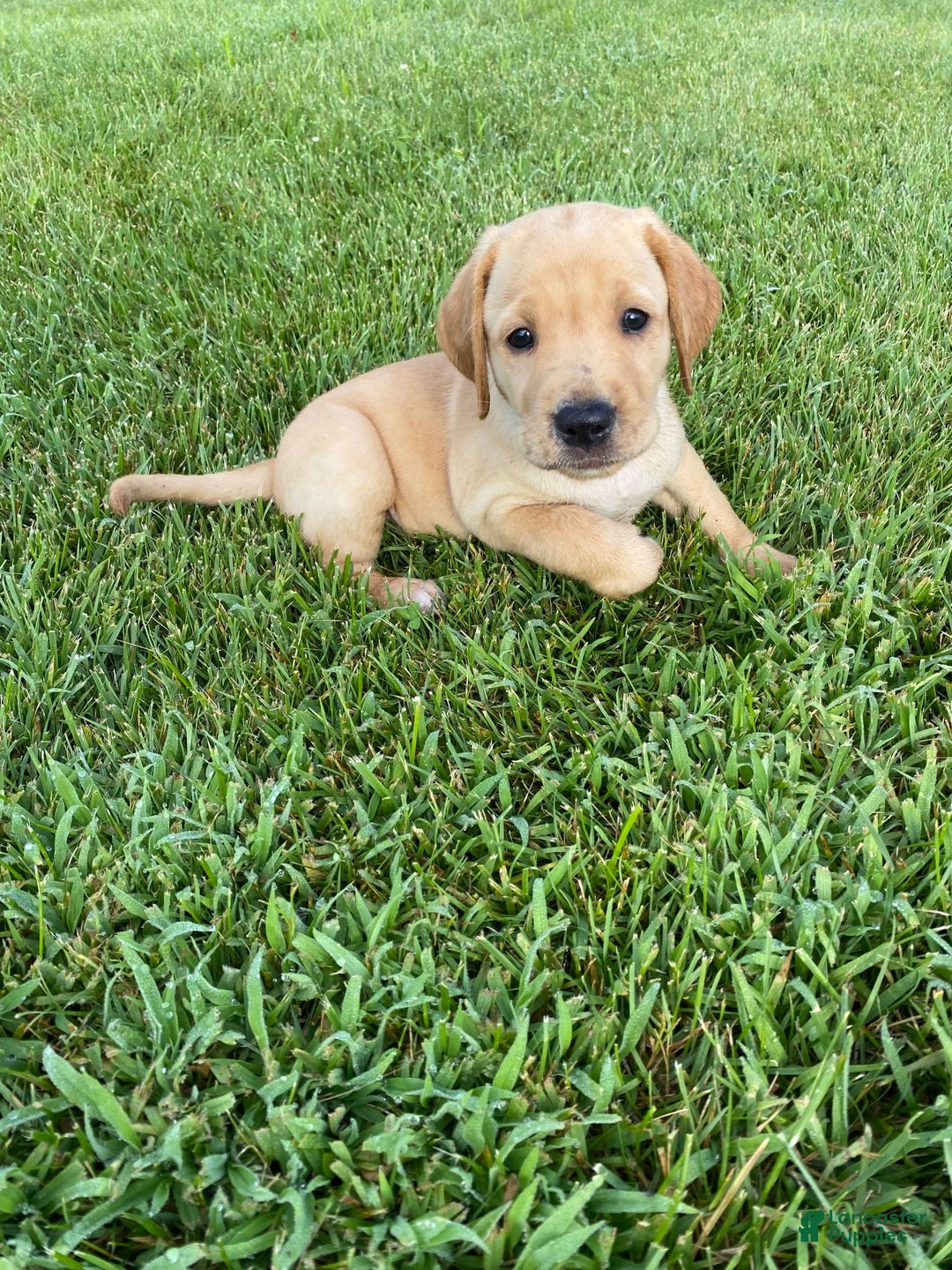 Labrador Retriever dogs for sale: Sarah - Image 6