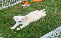 Goldendoodle dogs for sale: Monica - Image 4