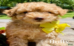Goldendoodle dogs for sale: Holly - Image 1
