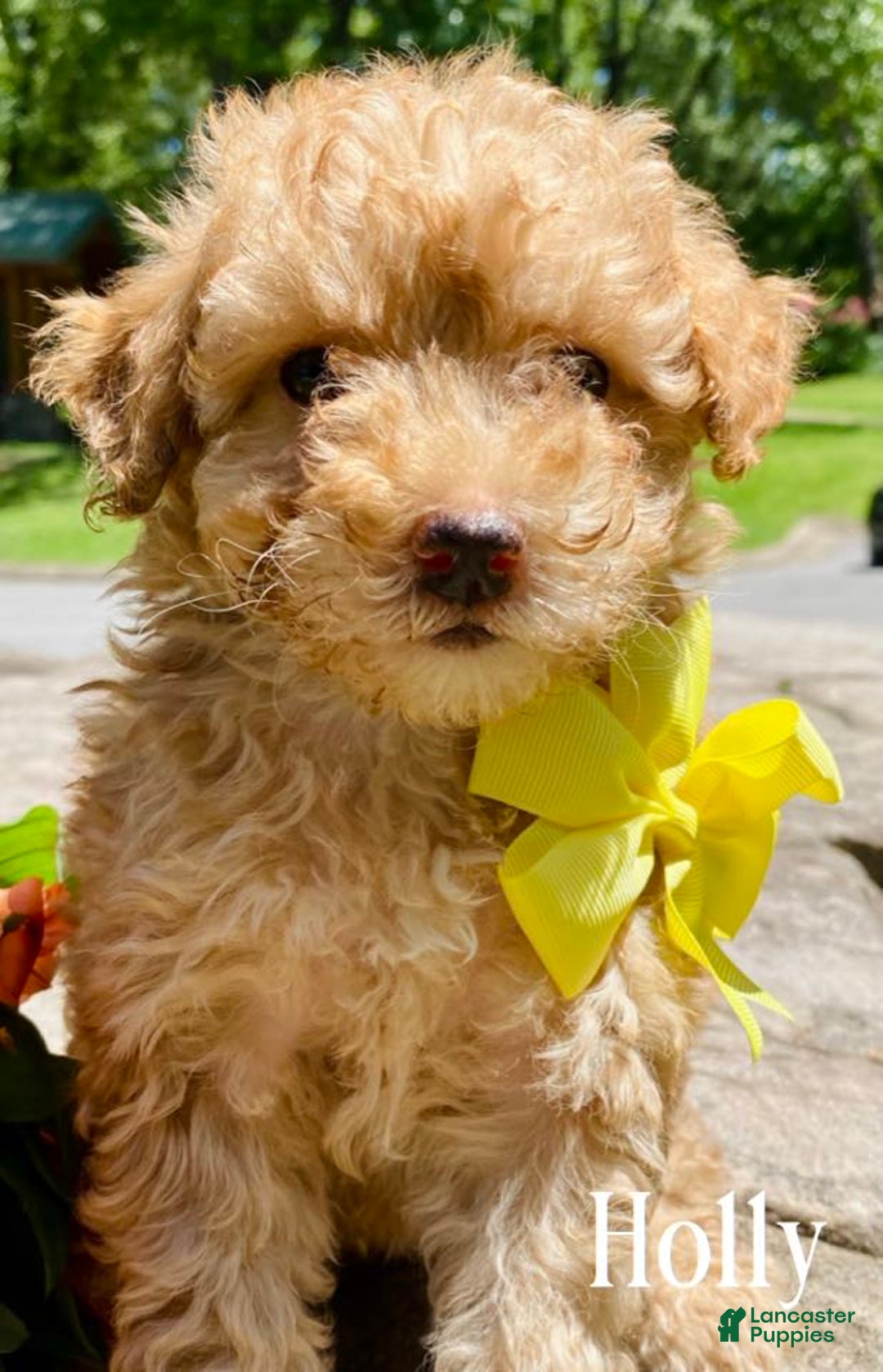 Goldendoodle dogs for sale: Holly - Image 1
