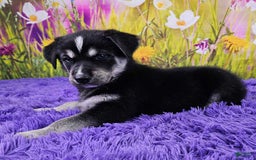 Goberian dogs for sale: Igor - Image 6